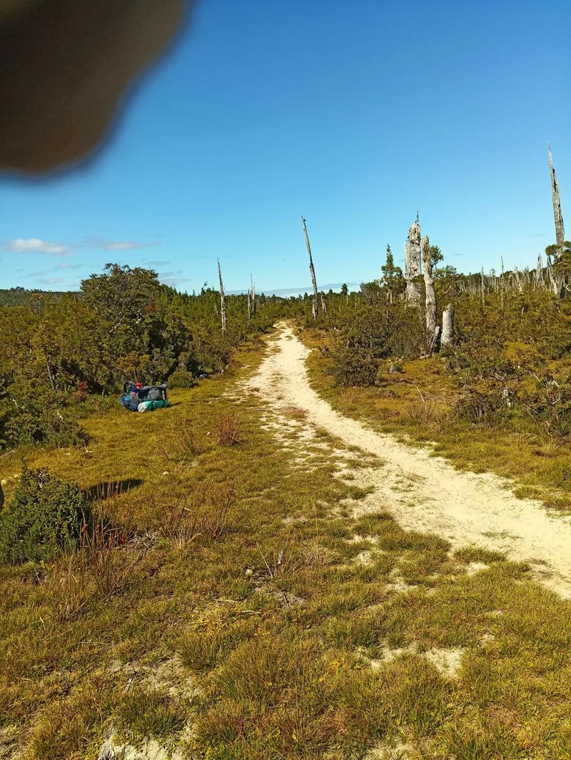 Huella de arena, vegetación y troncos en el punto de interés Cementerio de alerces del recorrido Caleta Cóndor–Manquemapu.